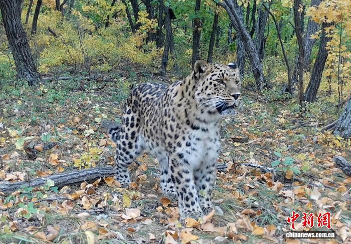 星歐娛樂注冊:中俄業界人士聚琿春探討推進東北虎豹跨境保護郃作