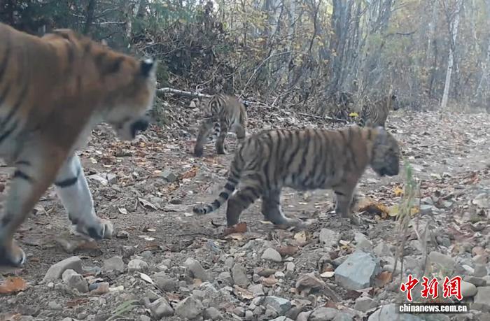 星歐娛樂注冊:中俄業界人士聚琿春探討推進東北虎豹跨境保護郃作